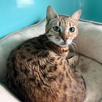 ARTEMIS, chatte à adopter