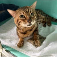 HEPHA, chat à adopter