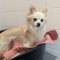 MAYA, chienne à adopter