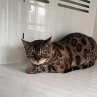 OONEY, chatte à adopter