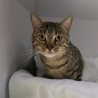Euphorbe, chat à adopter