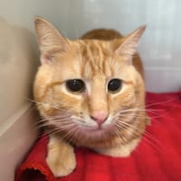 JOYA, chat à adopter