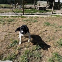 ZEPHYR, chien à adopter