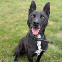 JACK, chien à adopter
