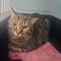 KENYA, chatte à adopter
