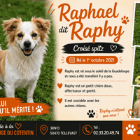 RAPHAEL, chien à adopter