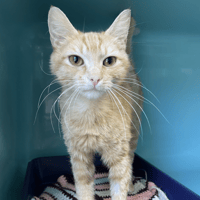 PAILLETTE (RESERVE), chatte à adopter