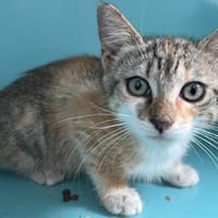TAC, chatte à adopter