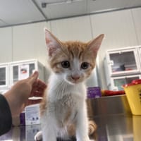 SANGO HAN, chat à adopter