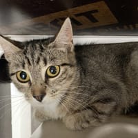 LILI, chatte à adopter