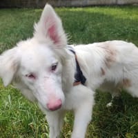 BRIOCHETTE, chienne à adopter