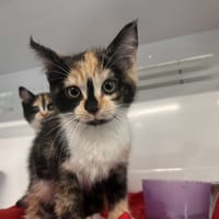 CHANELLE, chatte à adopter