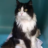 Major, chat à adopter