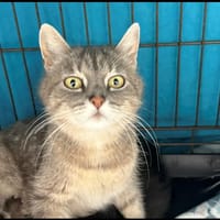 GRISETTE, chatte à adopter