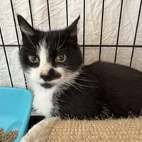 PISTACHE, chatte à adopter