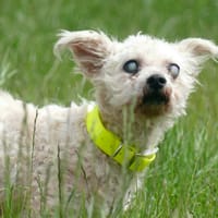 IRIS, chienne à adopter