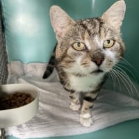 JACK, chat à adopter