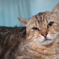 Hauru, chat à adopter