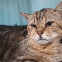 Hauru, chat à adopter