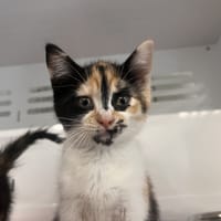 CALINE, chatte à adopter