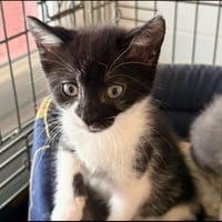 BELLA, chatte à adopter