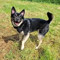 PEPPER, chien à adopter