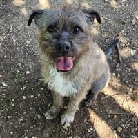 MARCELINO(reservé), chien à adopter