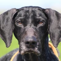 NOISETTE, chienne à adopter