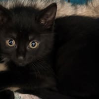 TAO, chat à adopter