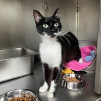 POUPETTE, chatte à adopter
