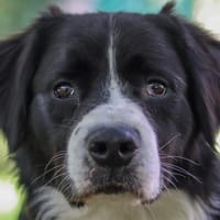 DUCKY, chien à adopter