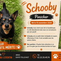 SCHOOBY, chien à adopter