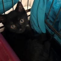 OLIVE, chatte à adopter
