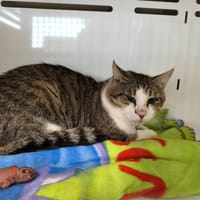 JOOP, chat à adopter