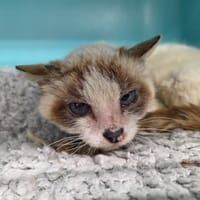 Cactus, chat à adopter
