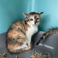 BOOMY, chatte à adopter