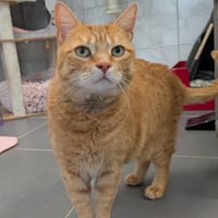 LECHAT, chat à adopter