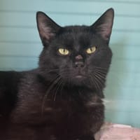 ARISTO, chat à adopter
