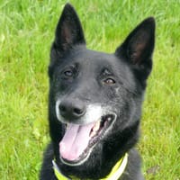 SAKURA, chienne à adopter
