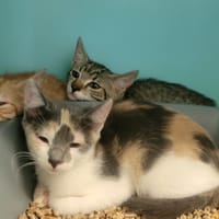 CARINA, chatte à adopter
