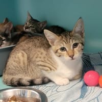 CAPPELLA, chatte à adopter