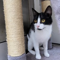 LALA, chatte à adopter