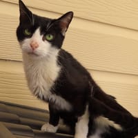 SAMMY, chat à adopter