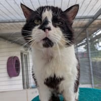 RAOUL, chat à adopter