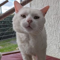 GROGNON, chat à adopter