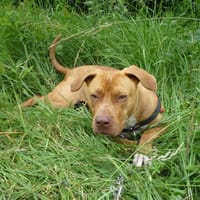 NALA PAA22552, chienne à adopter