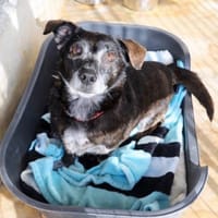 JOYAU, chien à adopter