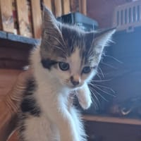 bianca, chatte à adopter