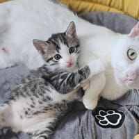 Harry et Diana, chat à adopter