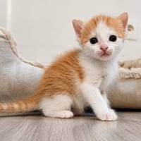 Biscoff, chat à adopter